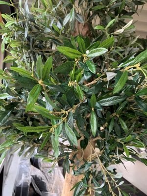 Binnen olijfboom (Dentro Olivo)