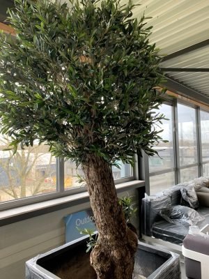 Binnen olijfboom (Dentro Olivo) tot100 cm stamomtrek Vehuur