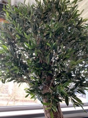 Binnen olijfboom (Dentro Olivo) tot100 cm stamomtrek Vehuur